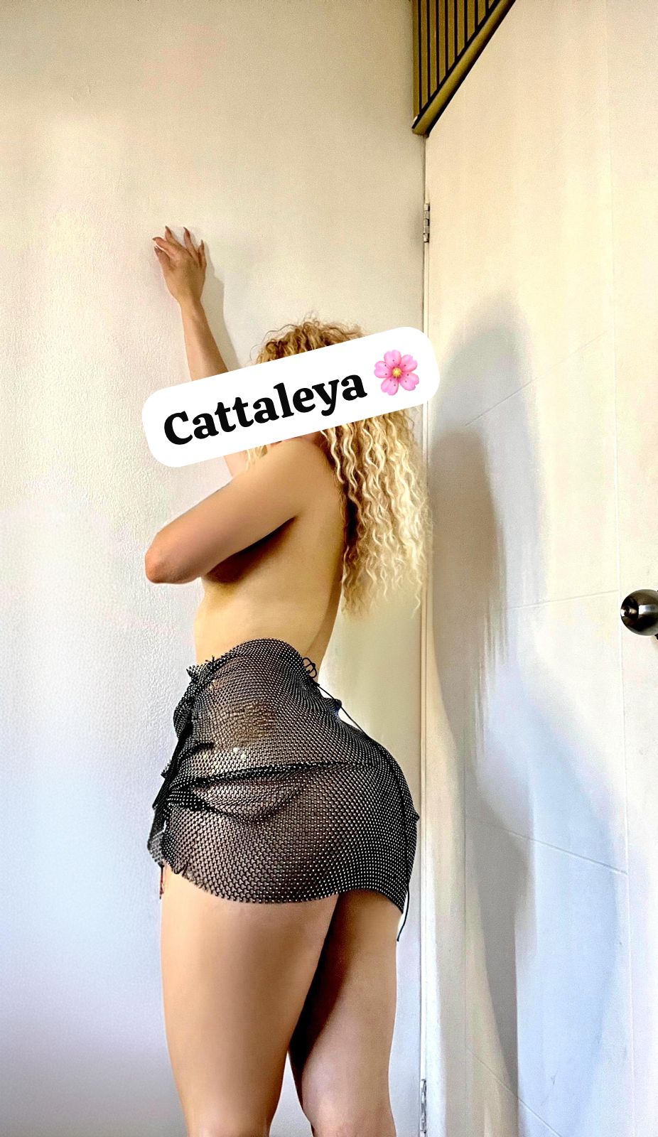 CATTALEYA